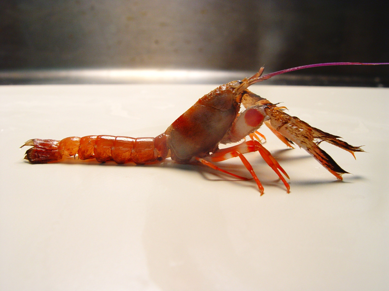 An axiid shrimp shrimp (Acanthaxius hirsutimanus )