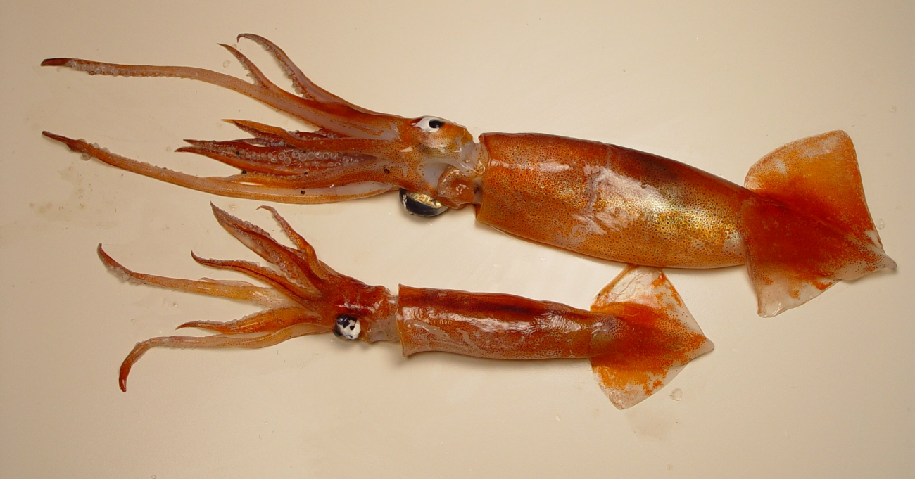 A short-finned squid ( Illex coindetti )