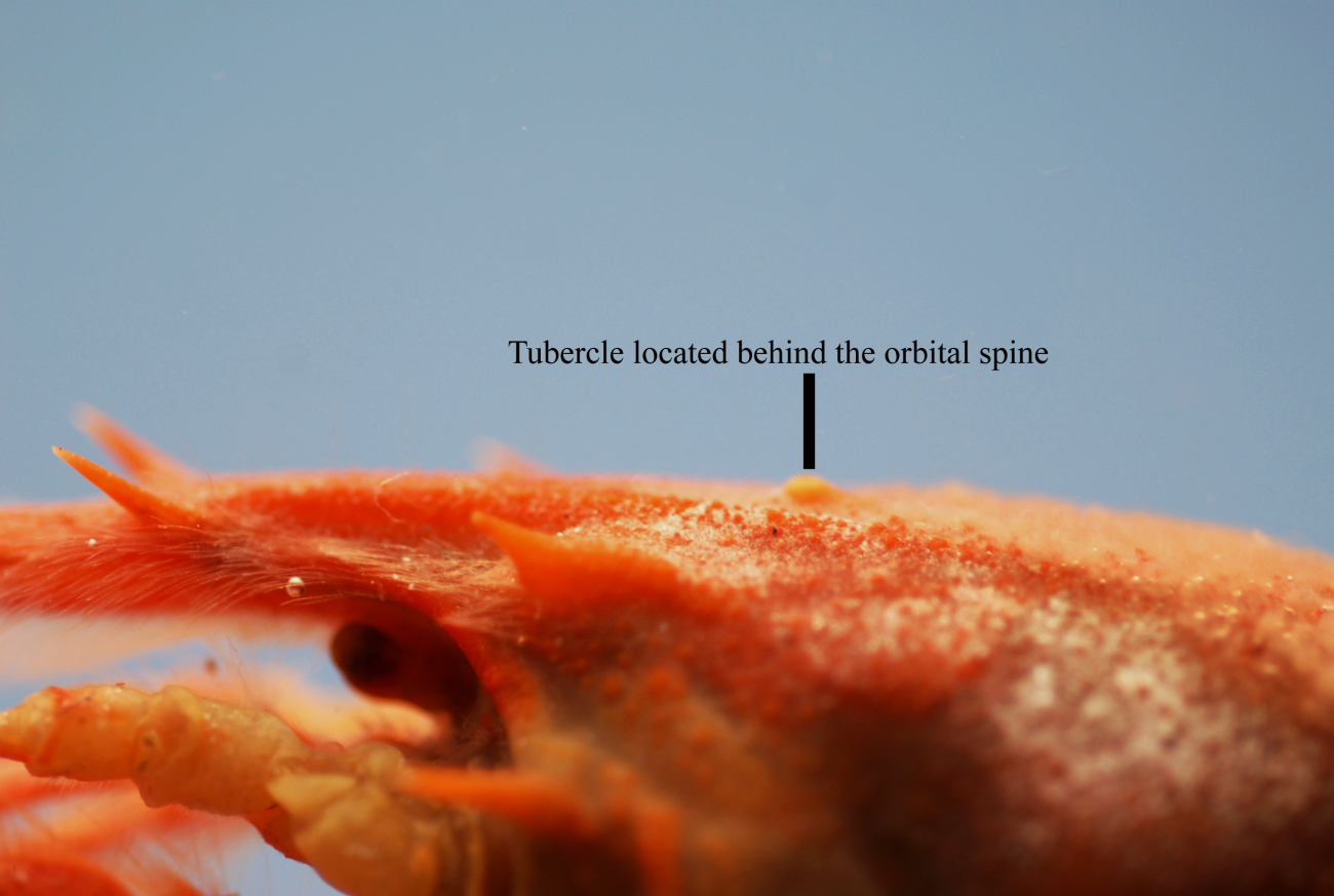 Rosy lobsterette showing tubercle (Nephropsis rosea)