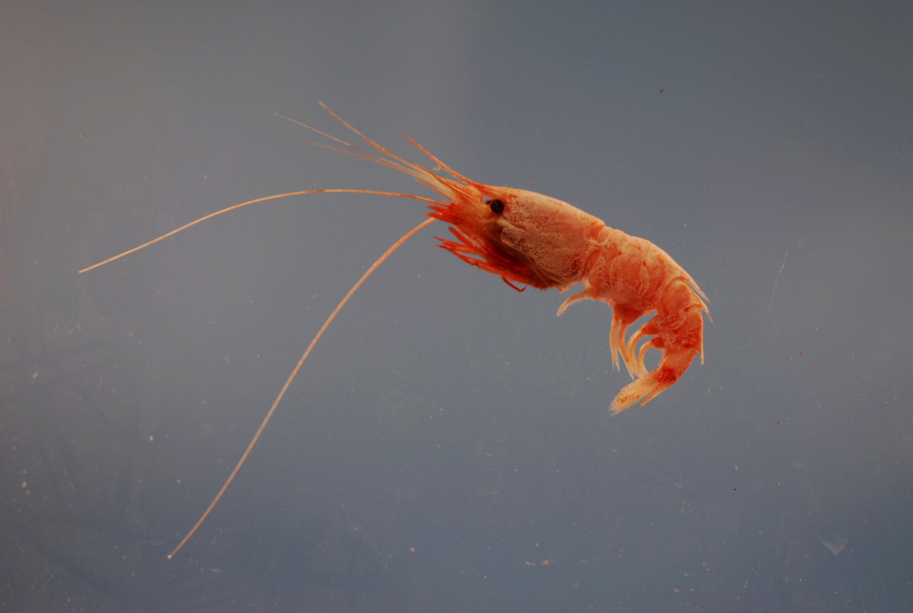 A species of deepsea shrimp (Oplophorus gracilirostris)