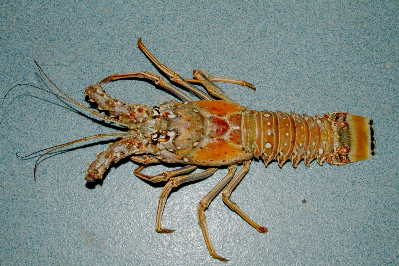 Caribbean spiny lobster ( Panulirus argus )