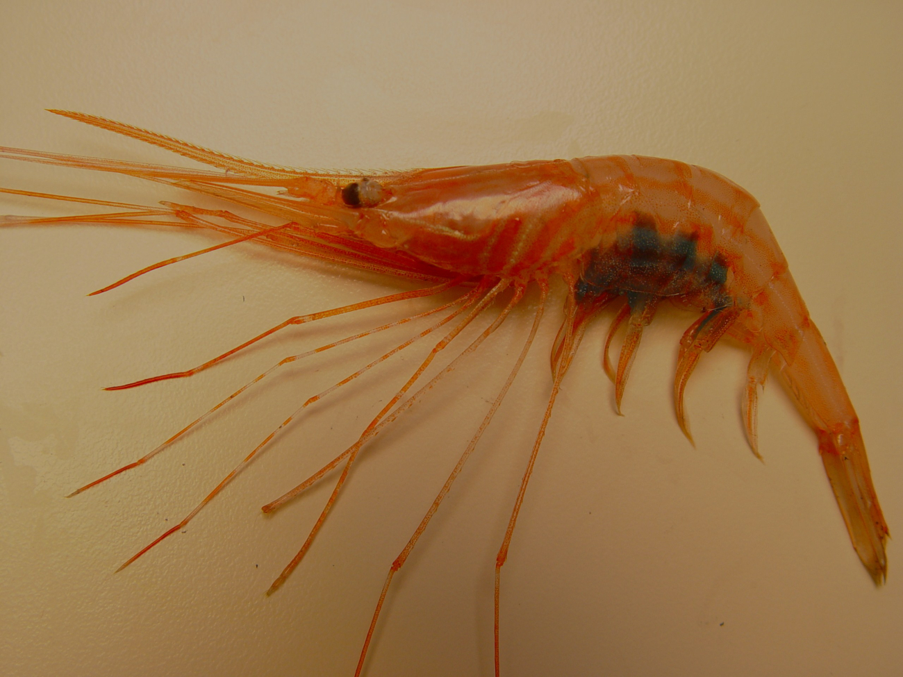 Soldier striped shrimp ( Plesionika edwarsii )