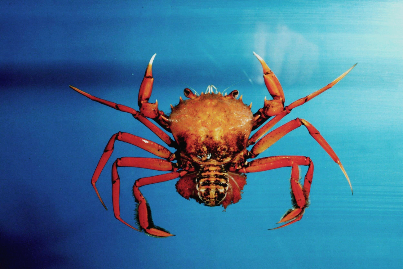 Sharpoar swimming crab ( Raymanninus schmitti )