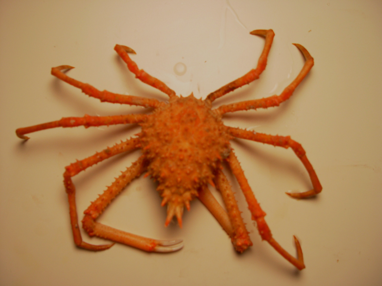 Inflated spiny crab ( Rochinia crassa )