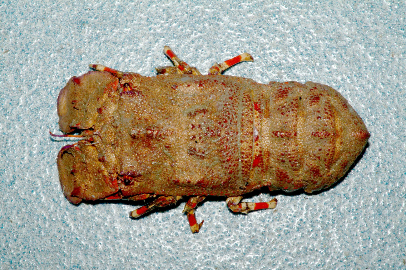 Ridged slipper lobster ( Scyllarides nodifer )