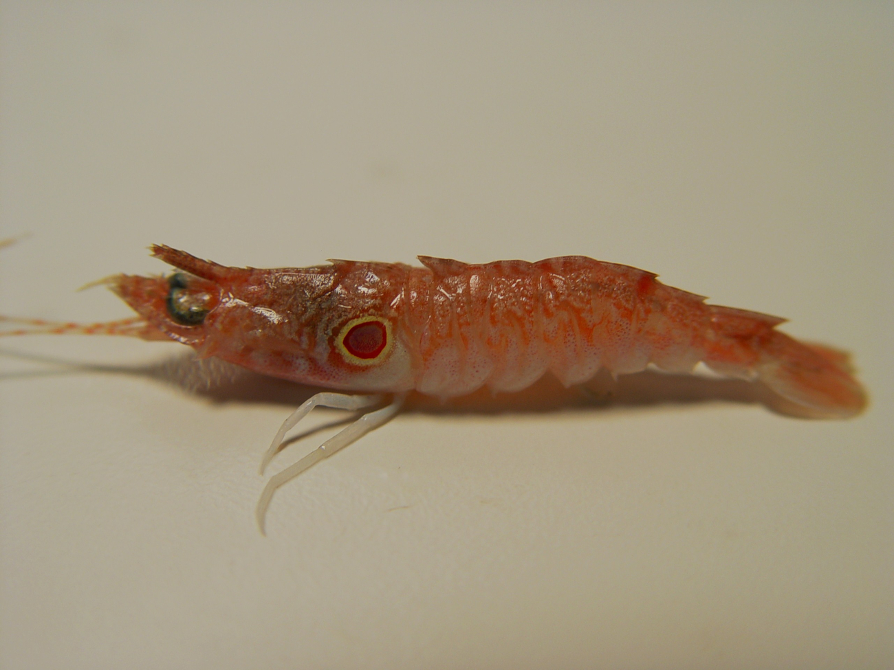 Spiny rock shrimp ( Sicyonia burkenroadi )