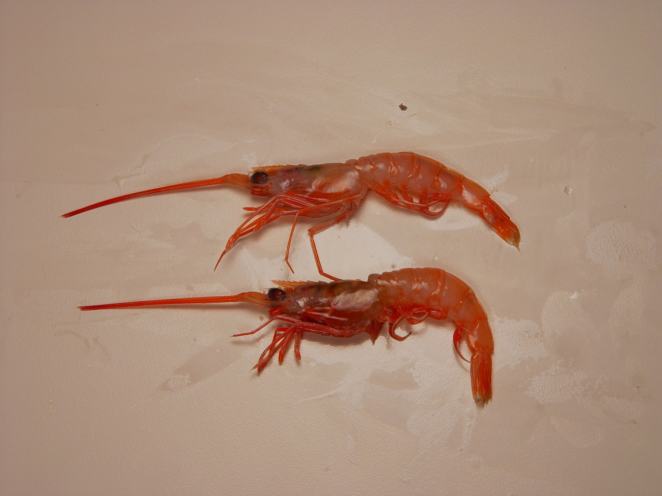 Humpback shrimp ( Solenocera vioscai )