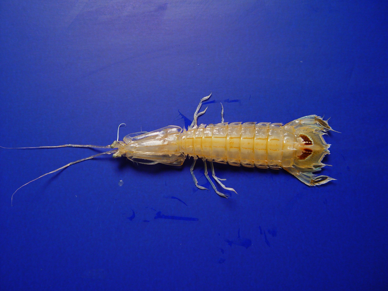 A species of mantis shrimp ( Squilla chydaea )