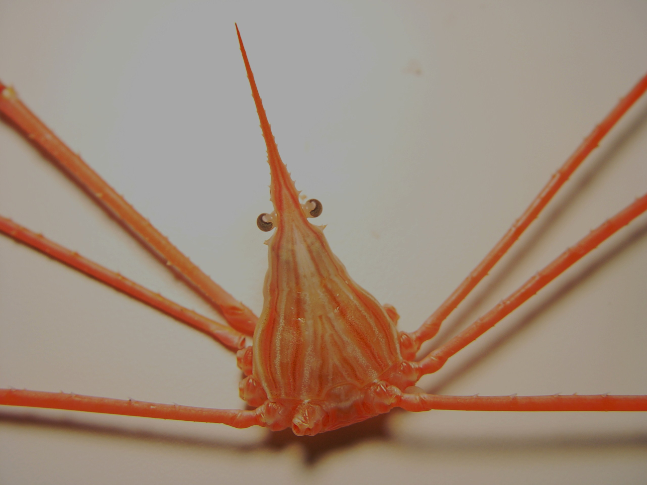 Yellowline arrow crab ( Stenorhynchus seticornis )