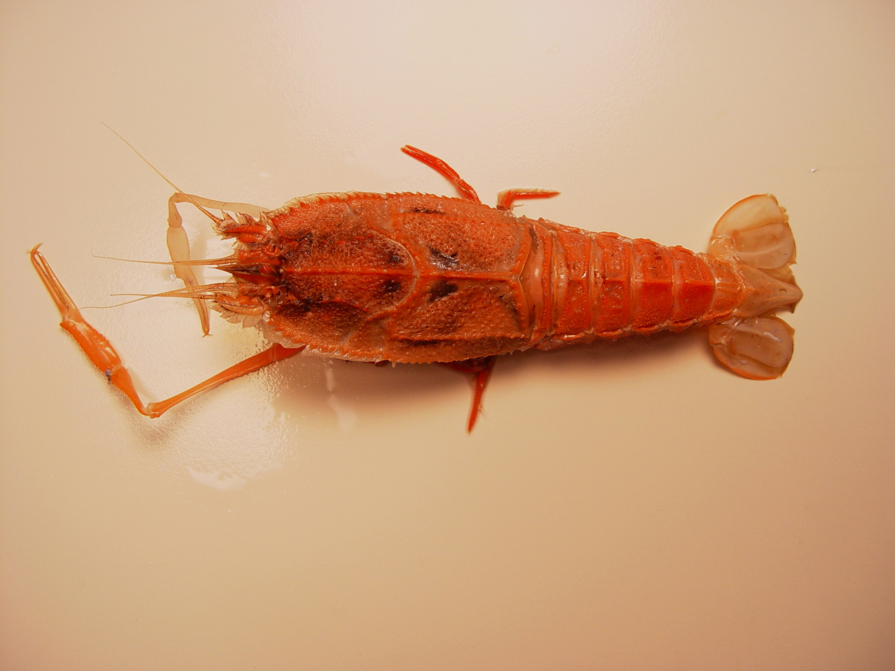The blind lobster (Polycheles sculptus ; Synonym: Stereomastis sculpta )