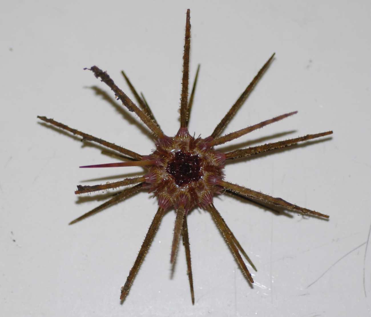 A species of pencil urchin ( Stylocidaris affinis )