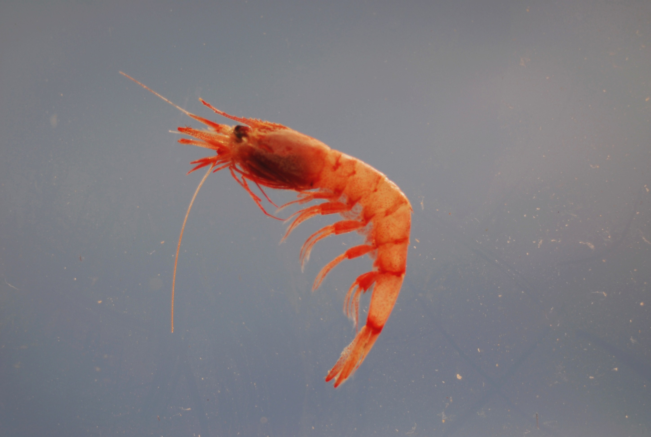 A species of deepsea shrimp (Systellaspis pellucida )