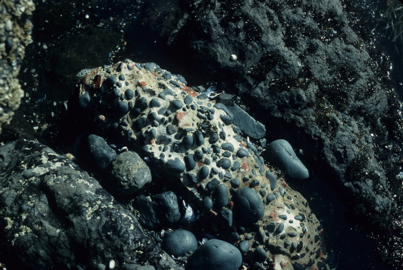 Rocky shore with barnacles, brown algae, and block of white conglomerate withrounded cobbles embedded  An occasional limpet seen