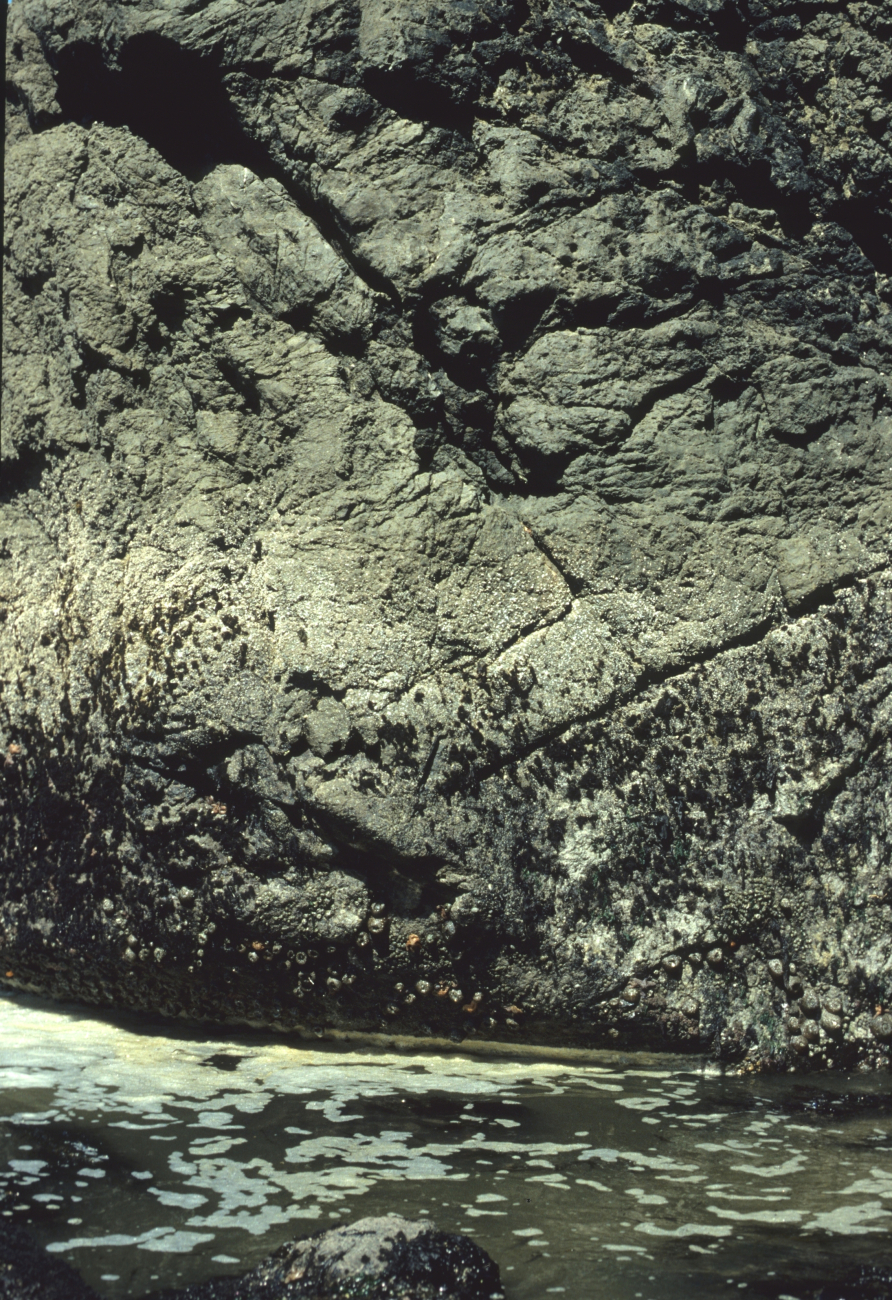 Vertical rock outcropping showing tidal zoning from barnacles at hight tide lineto sea anemones and gooseneck barnacles further down toward low water line