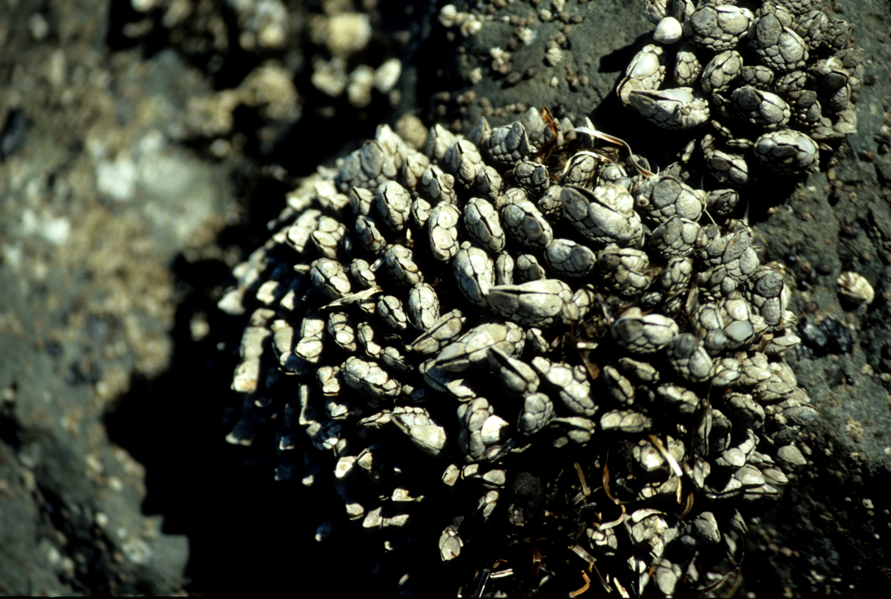 Close-up of gooseneck barnacles (Pollicipes polymerus)