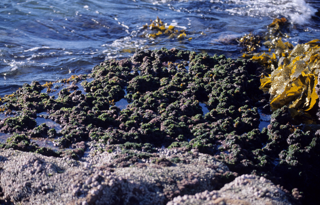 Red, green, and brown algae co-existing at the low-tide line