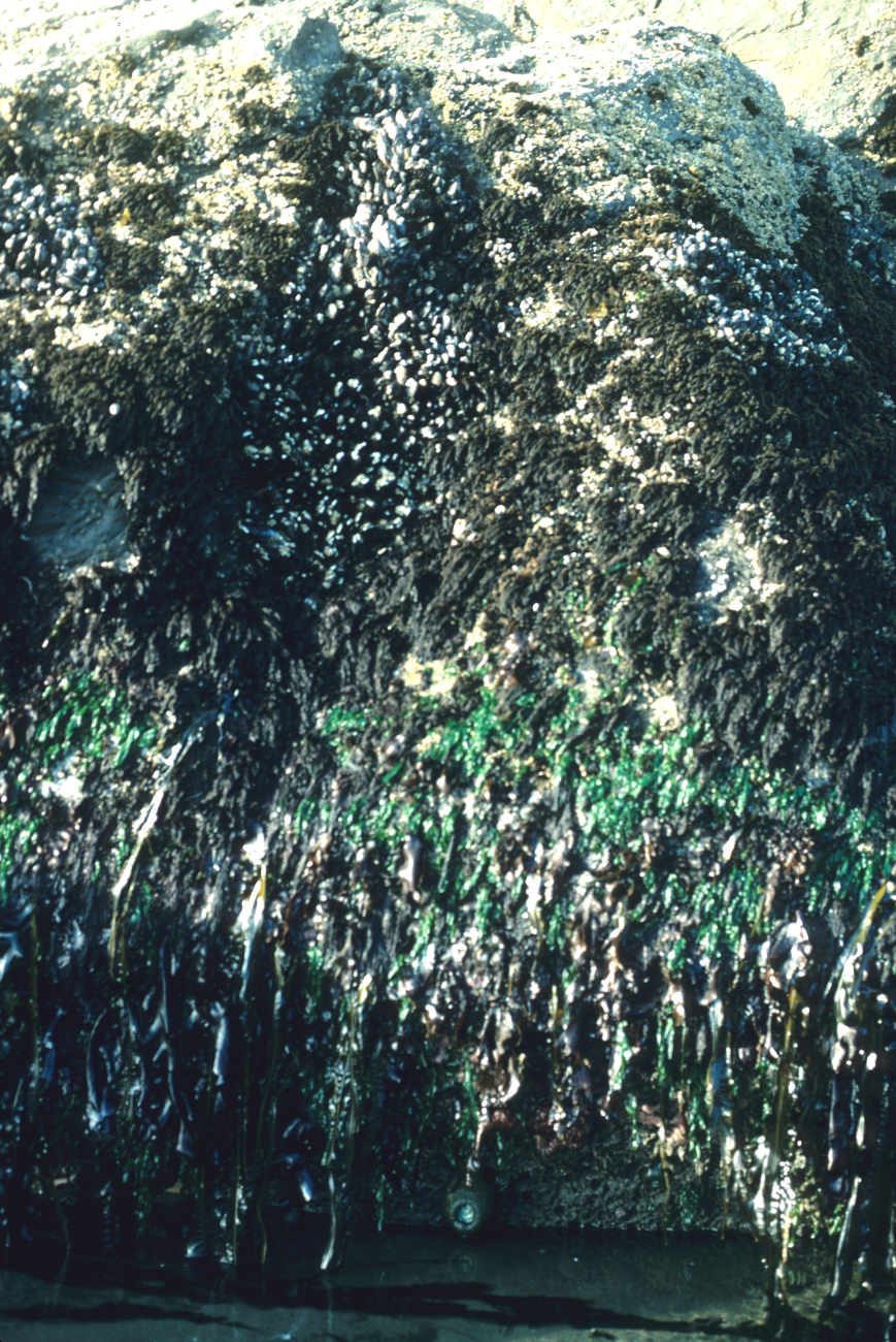 Gooseneck barnacles, brown and green algae, and alarge sea anemone