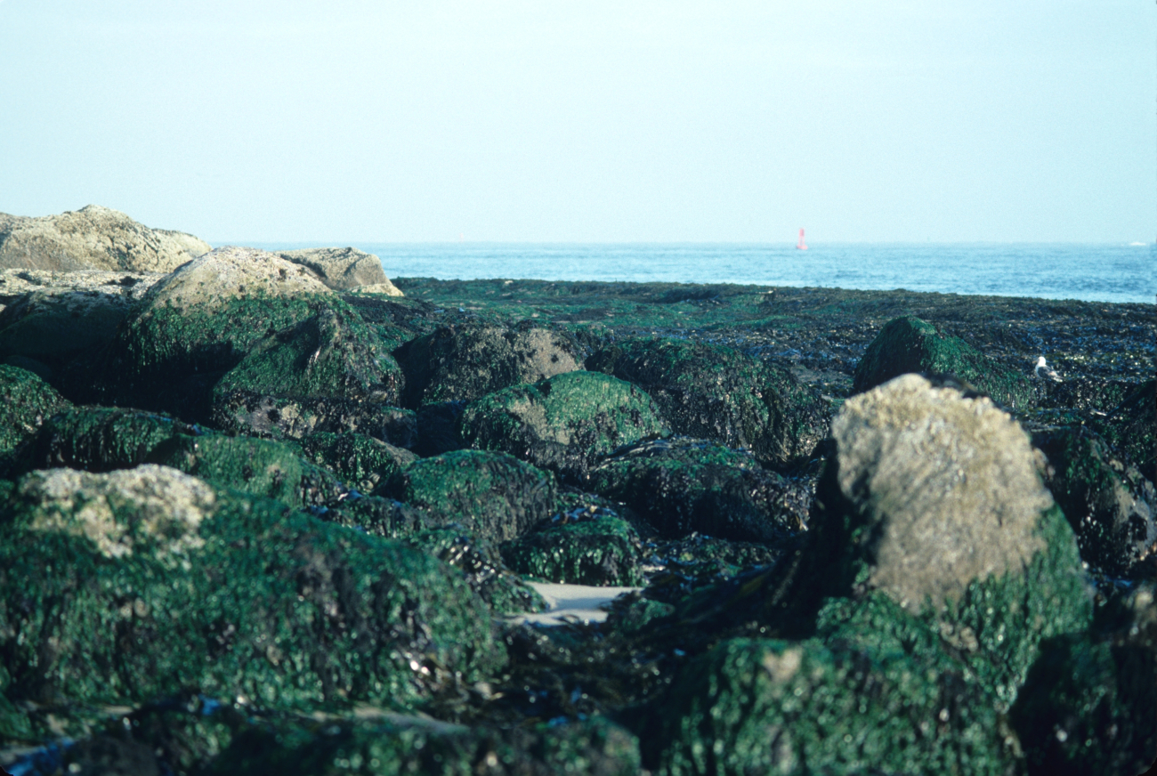 Green algae covered boulders dominate this rocky coast scence