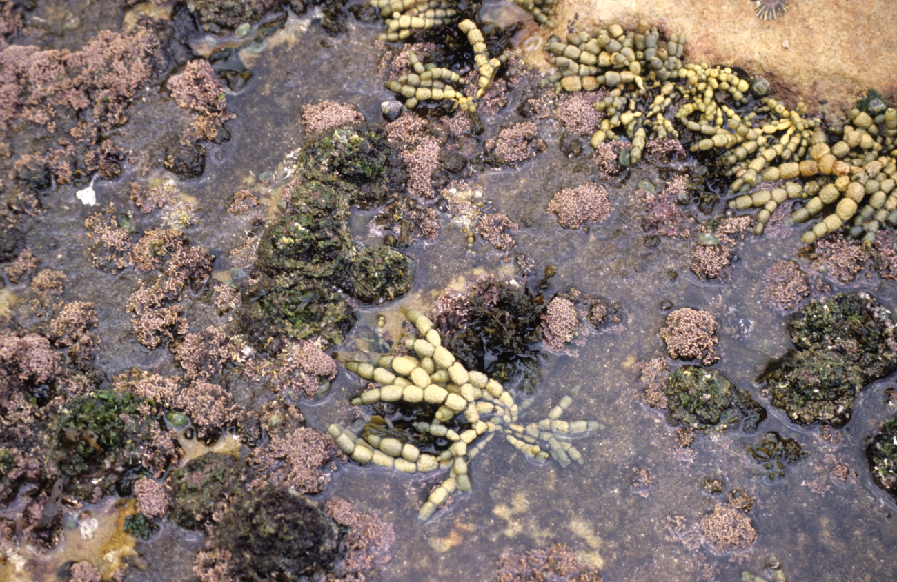 Various types of algae in a tide pool at low tide
