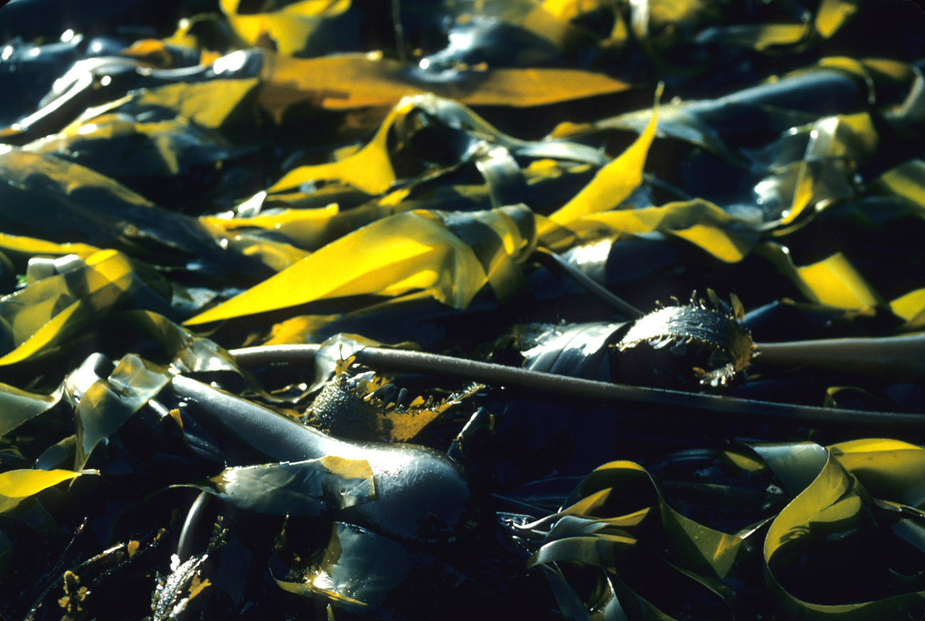 Kelp (Macrocystis pyrifera)