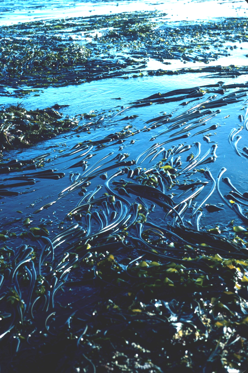 Kelp (Nereocystis luetkeana) at low tide