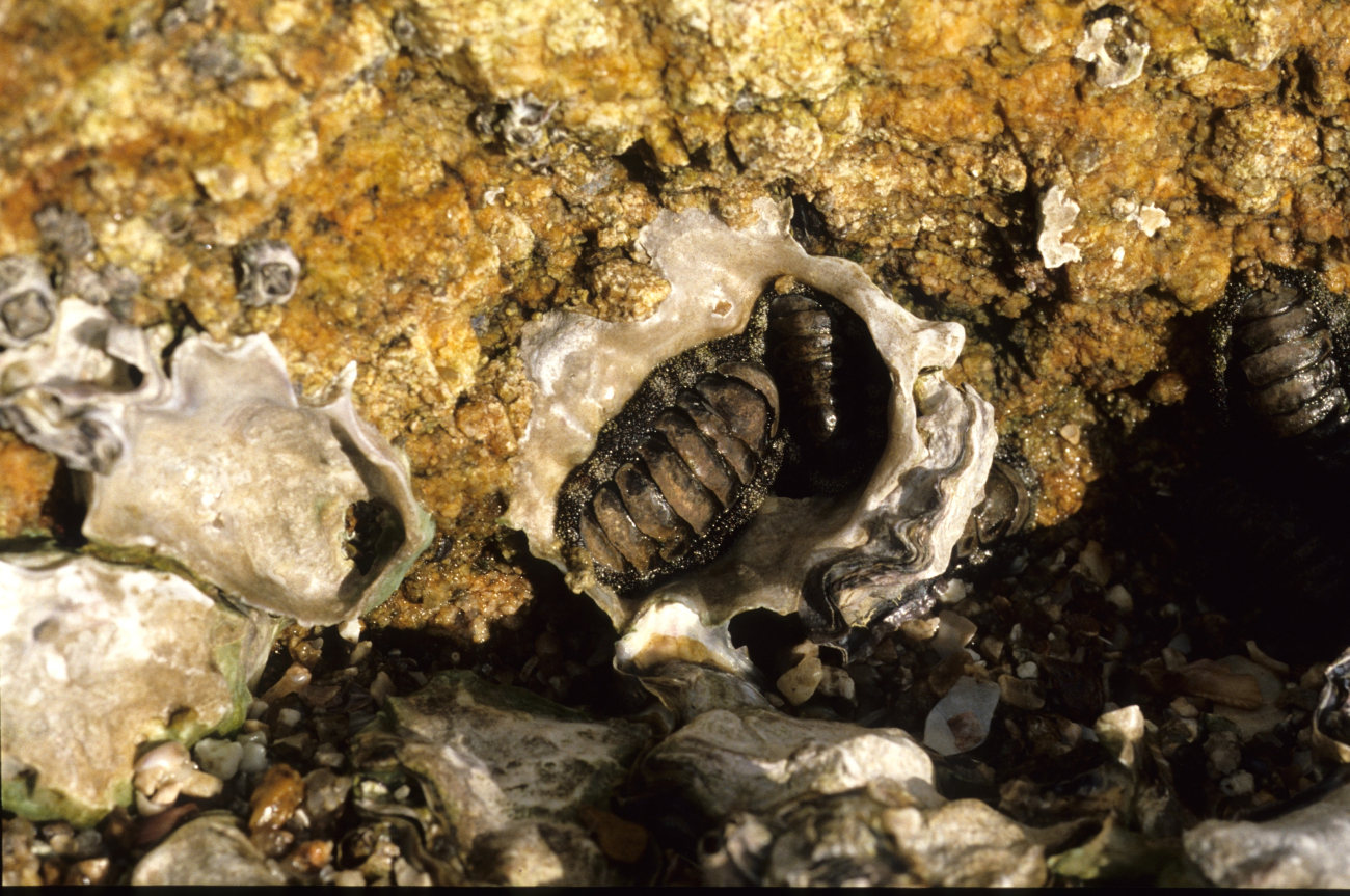 Chitons nested in an oyster shell