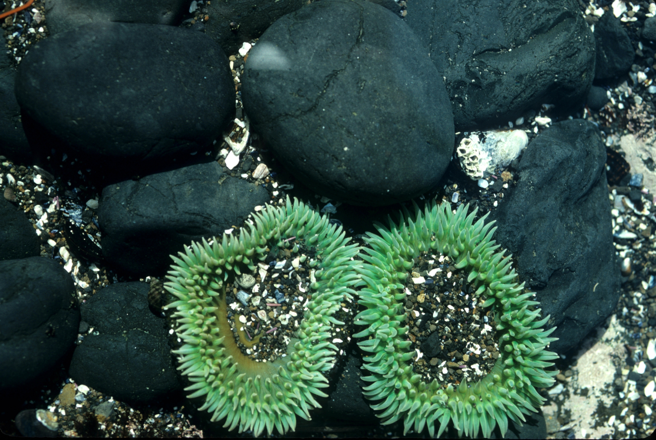Two large green sea anemones with rounded cobbles