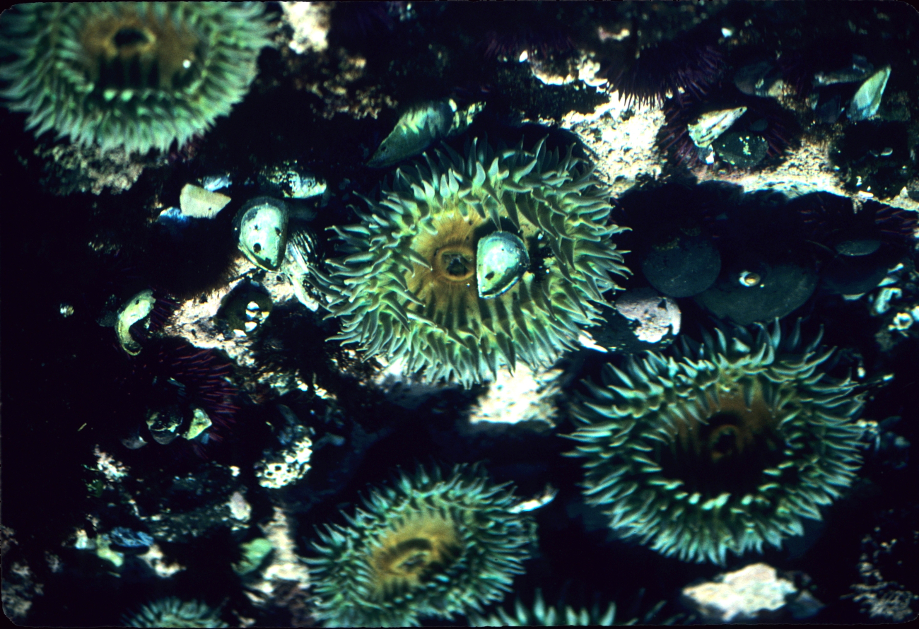 Sea anemones (Anthopleura xanthogrammica), sea urchins(Strongylocentrotus purpuratus),and empty mussel shells (Mytilus sp