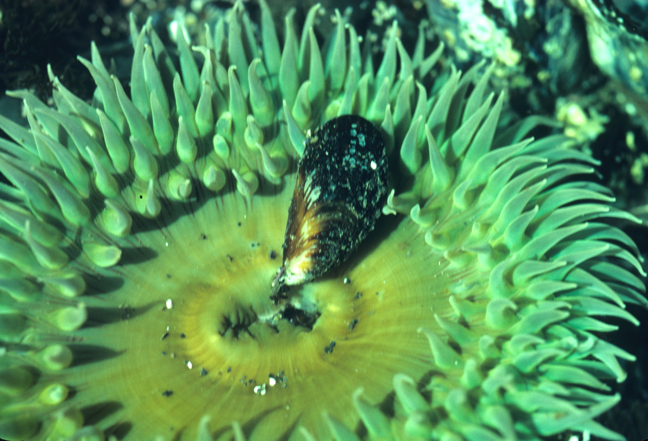 A large green sea anemone (Anthopleura xanthogrammica) with a mussel shellnear its feeding orifice