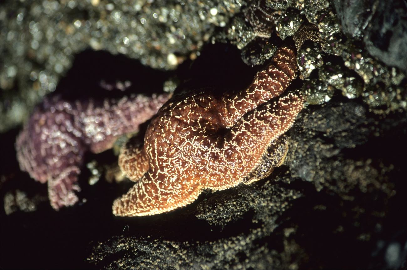 An ochre starfish (Pisaster ochraceus) with a fellow starfish below it