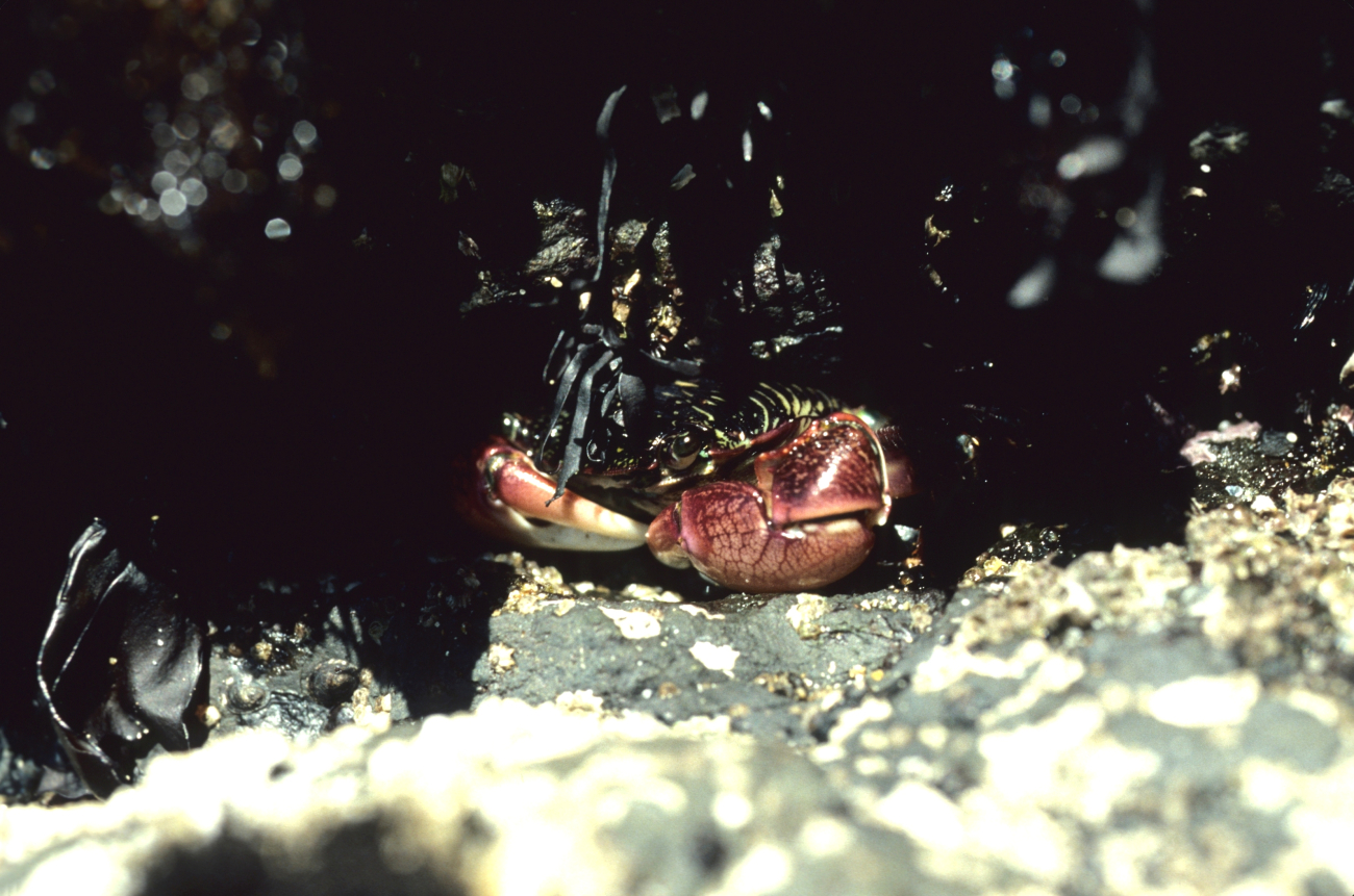 A striped shore crab (Pachygrapsus crassipes)peering out from its hiding place