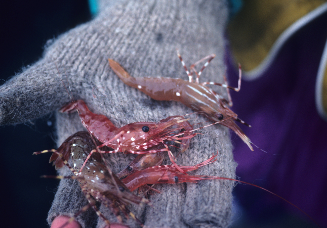 Various shrimp collected in the intertidal zone