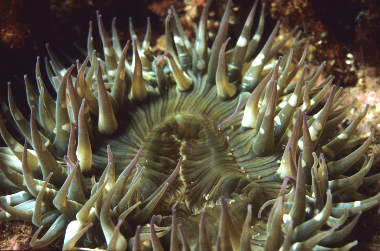 A large sea anemone