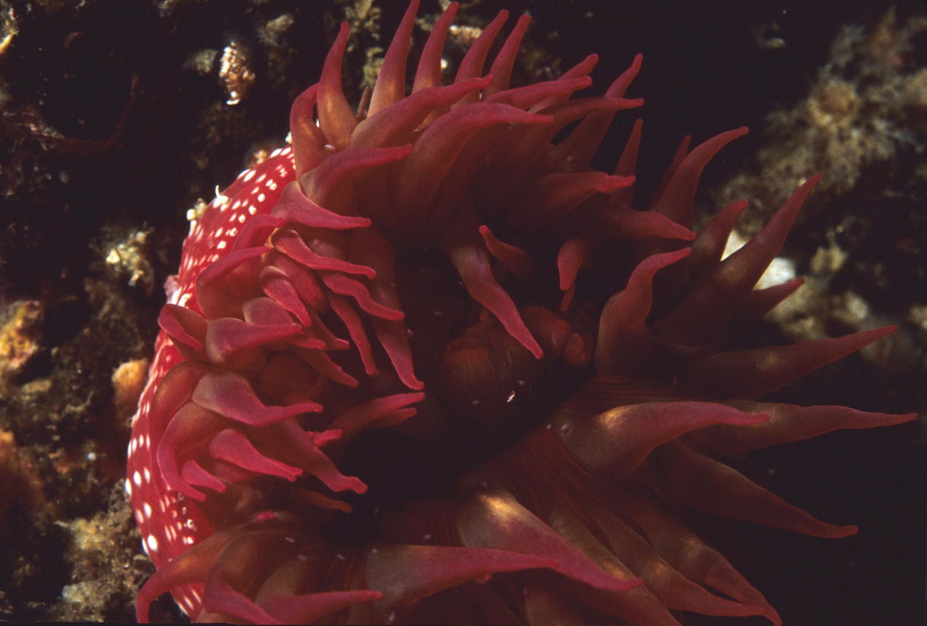 A red sea anemone (Tealia lofotensis)