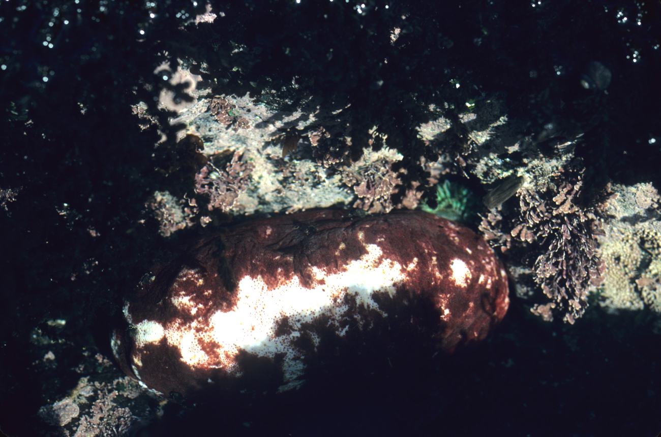 A gumboot chiton (Cryptochiton stelleri) 