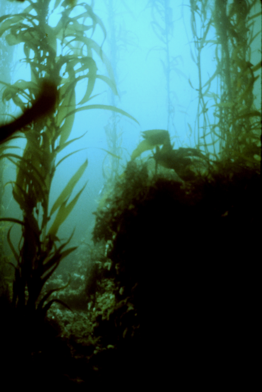 In a giant kelp forest of Macrocystis pyrifera