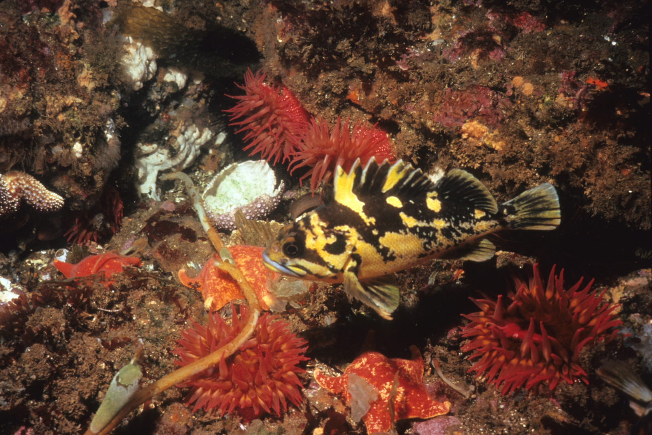 A black and yellow  rockfish (Sebastes chrysomelas) among a groupof red sea anemones and three orange seastars