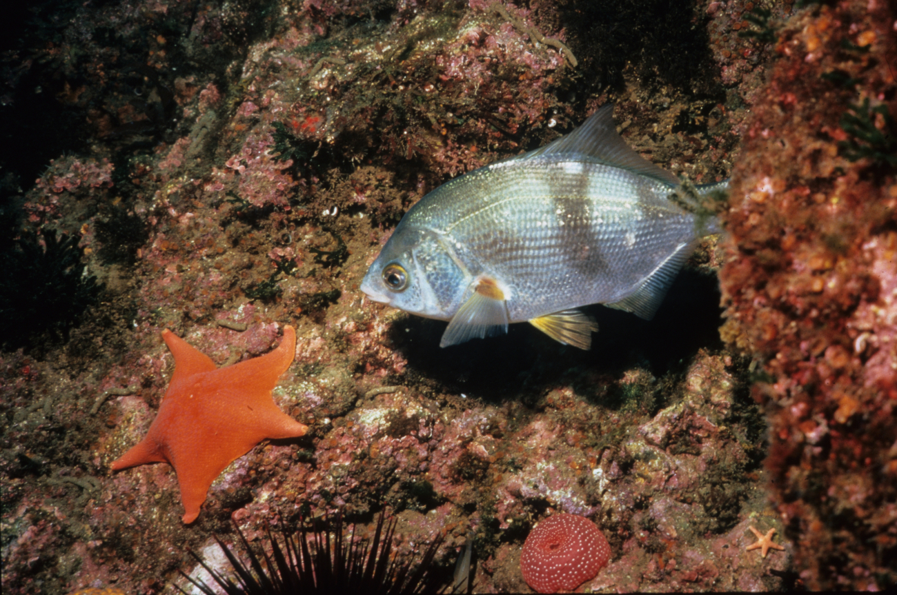 A striped surf perch (Embiotoca lateralis) and three orange seastars