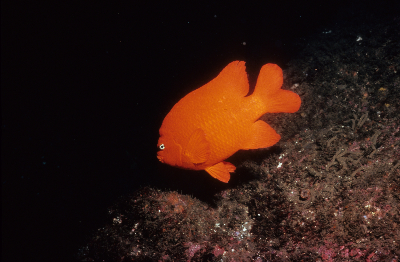 A garibaldi (Hypsypops rubicundus)