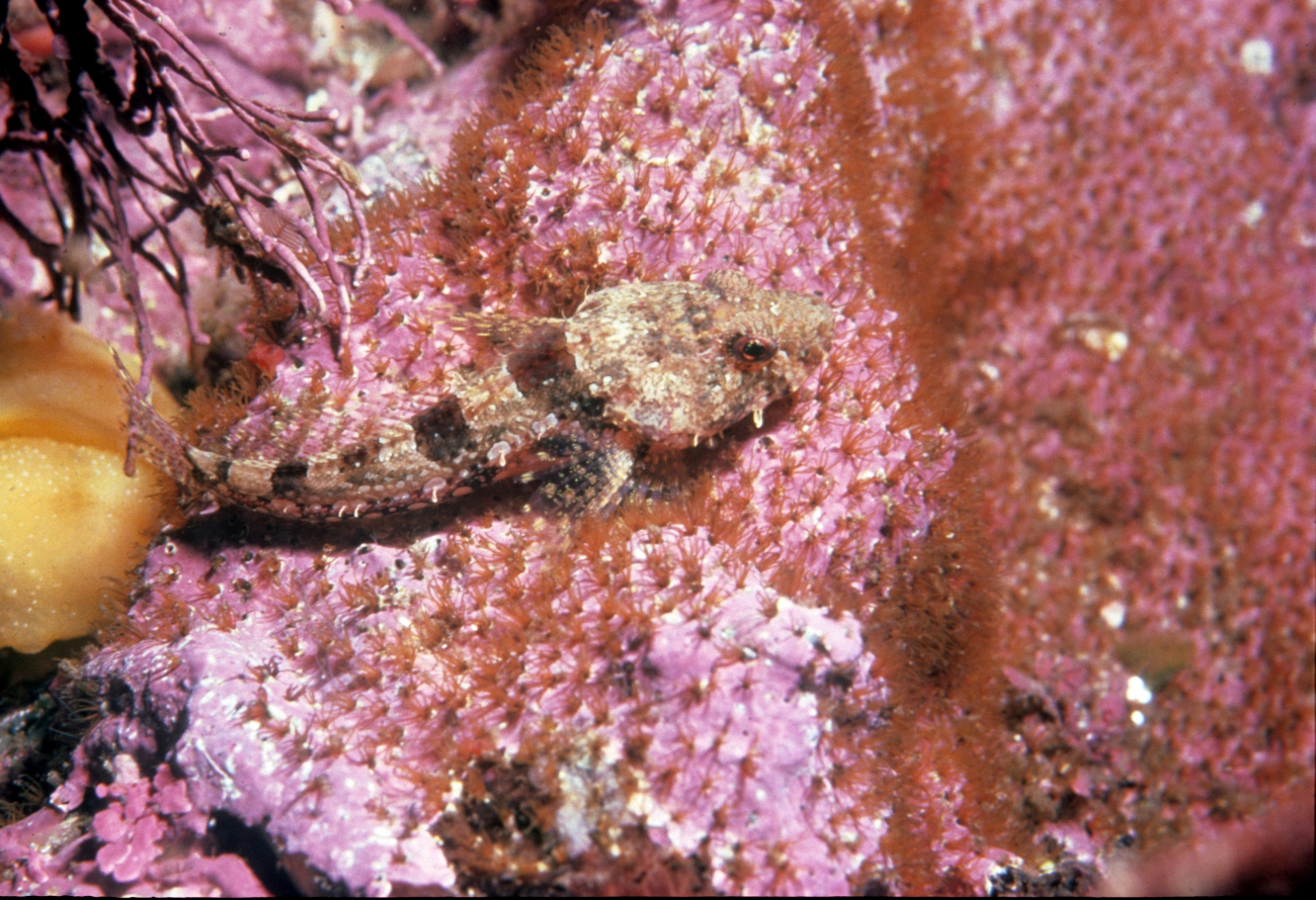 A small sculpin