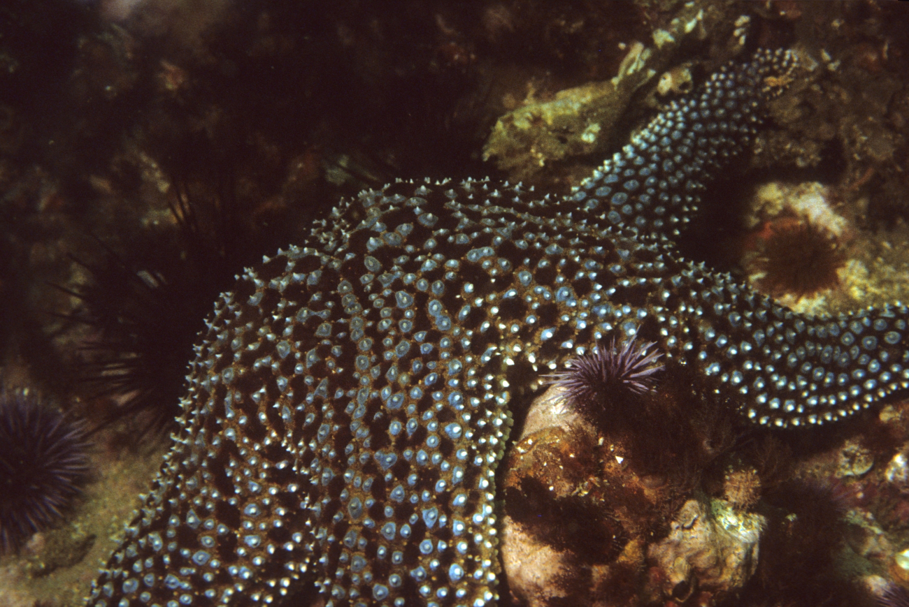 Starfish (Pisaster giganteus)