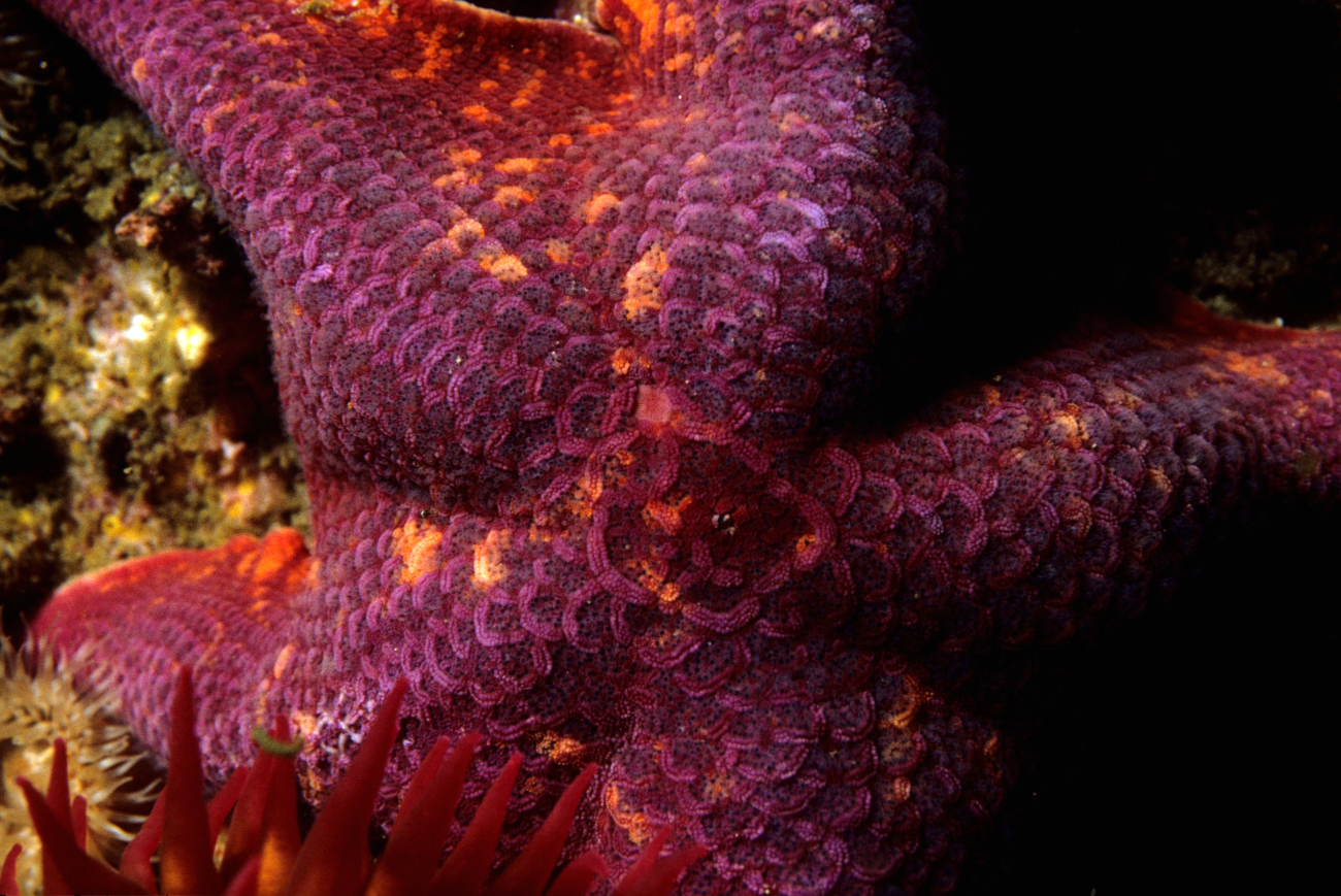 Colorful bat starfish (Patiria miniata)