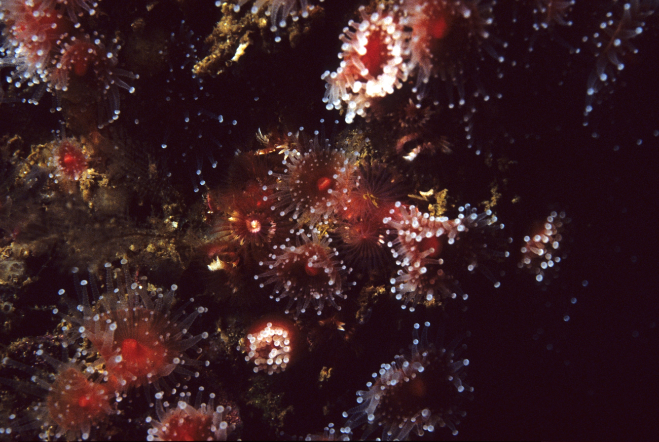 Strawberry sea anemones (Corynactis californica)