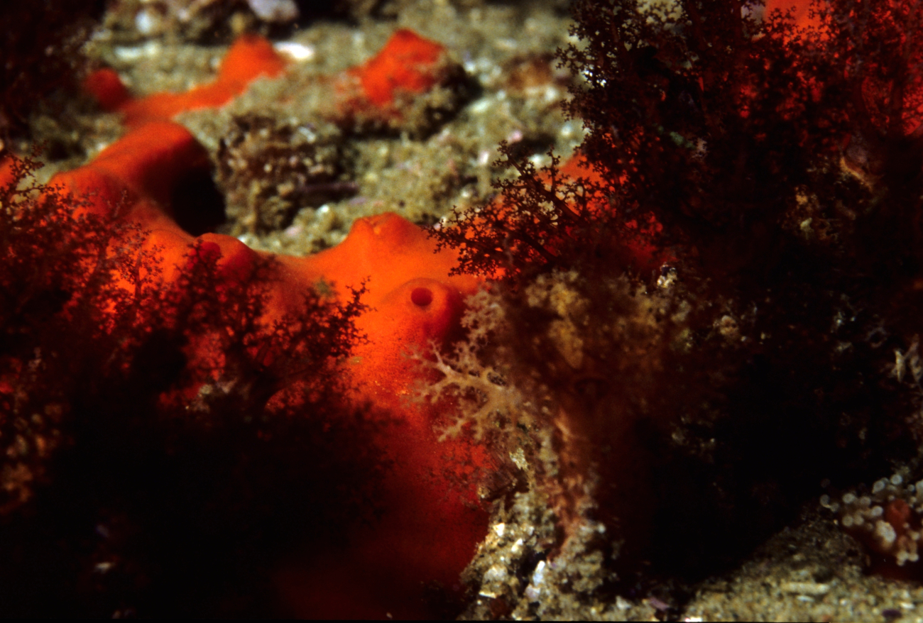 Red sponge colony