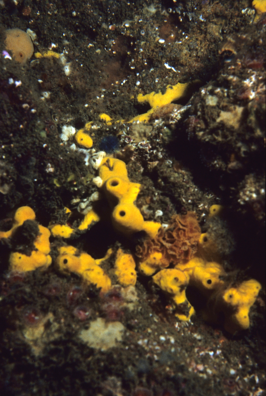 Yellow sponge colony