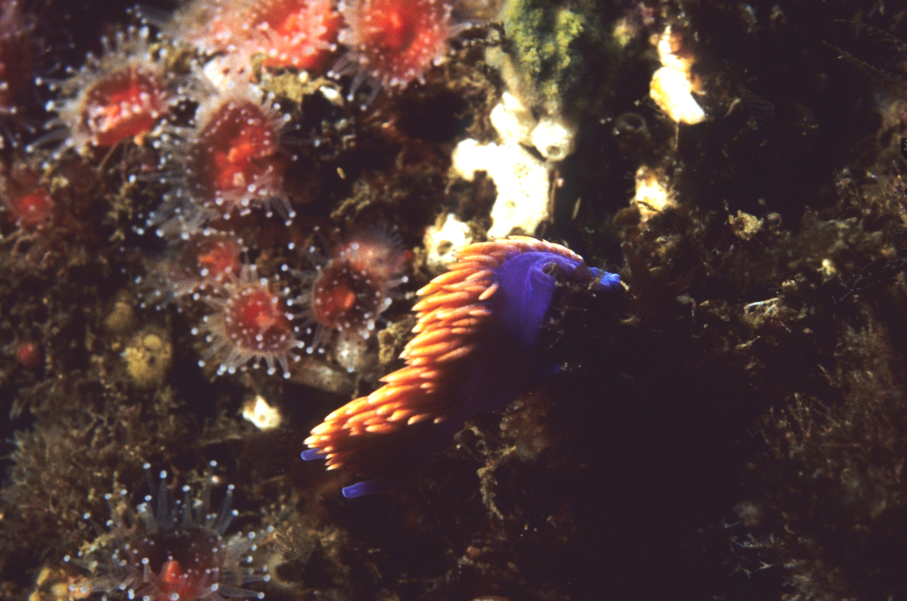 Spanish shawl elegant eolid nudibranch (Flabellinopsis iodinea)