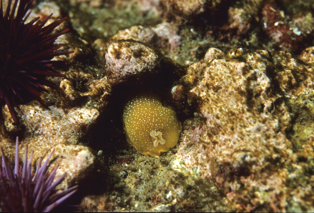 Salted dorid nudibranch (Doriopsilla albopunctata)