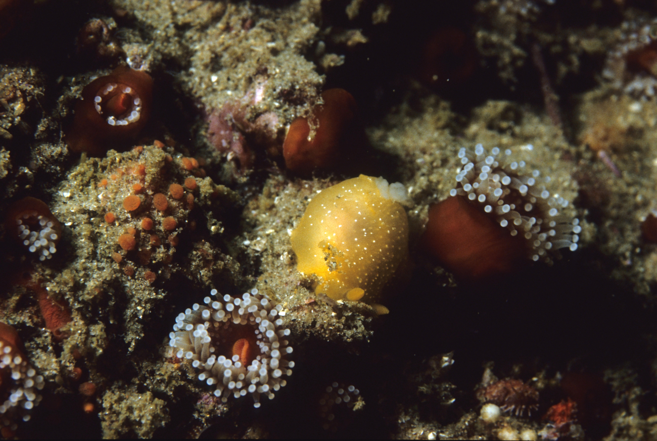 Salted dorid nudibranch (Doriopsilla albopunctata)