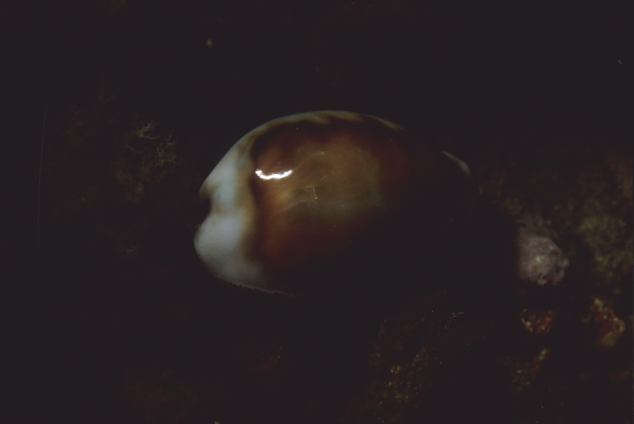 Chestnut cowry (Cypraea spadicea)