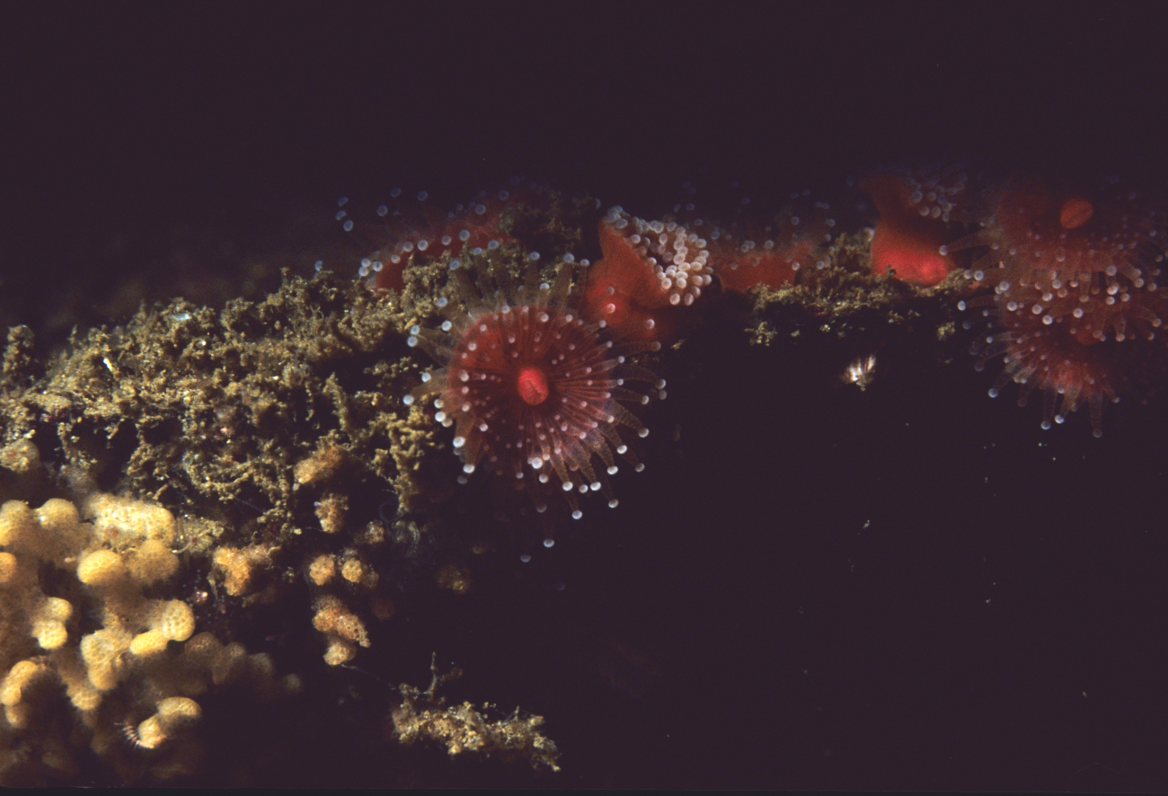 Strawberry sea anemones (Corynactis californica)